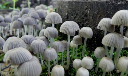 champignons magiques