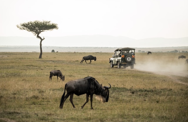 Aventure en Tanzanie : au plus près des animaux