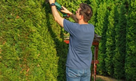 Taille haie de cèdre guide saison par saison pour un feuillage dense