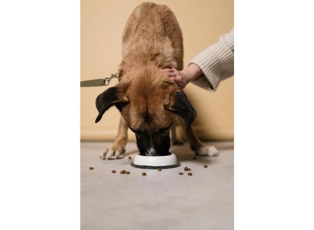 Croquettes pour chien