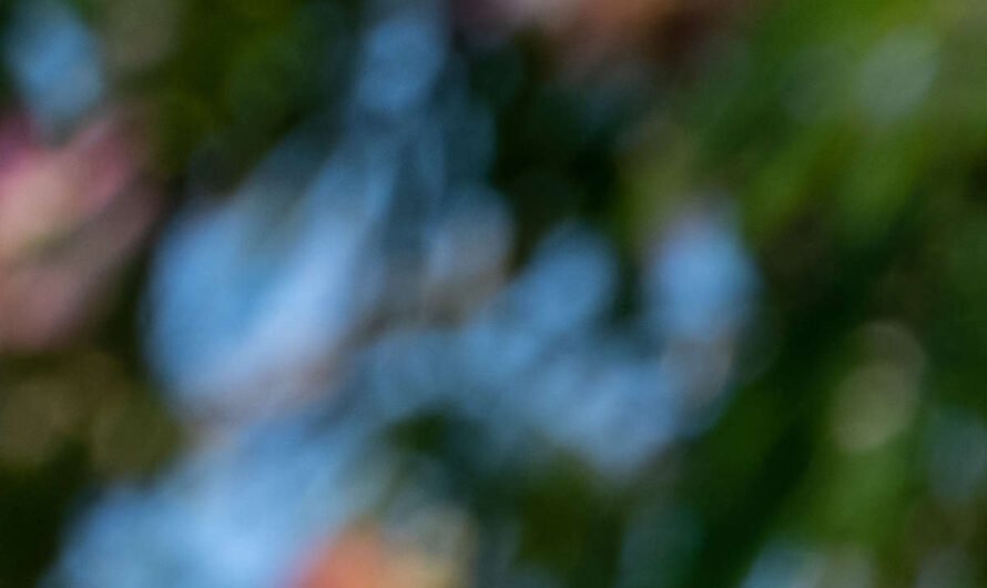 Problèmes fréquents de l&rsquo;albizia dans votre jardin